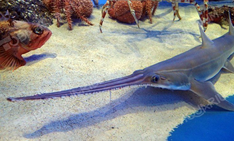 ノコギリザメ - 生きもの図鑑 鳥羽水族館