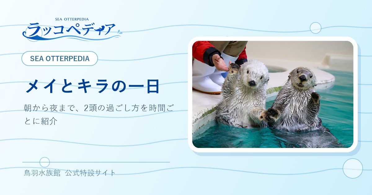 メイとキラの一日｜ラッコペディア｜鳥羽水族館