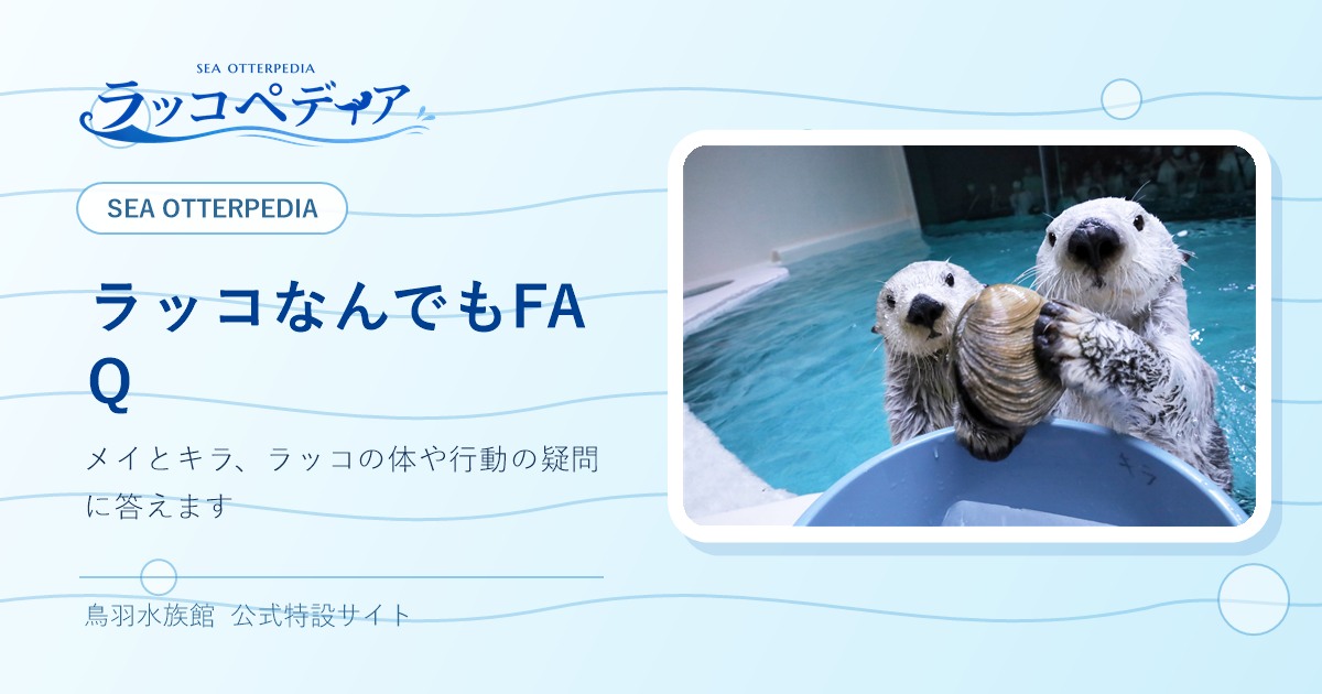 ラッコなんでもFAQ｜ラッコペディア｜鳥羽水族館