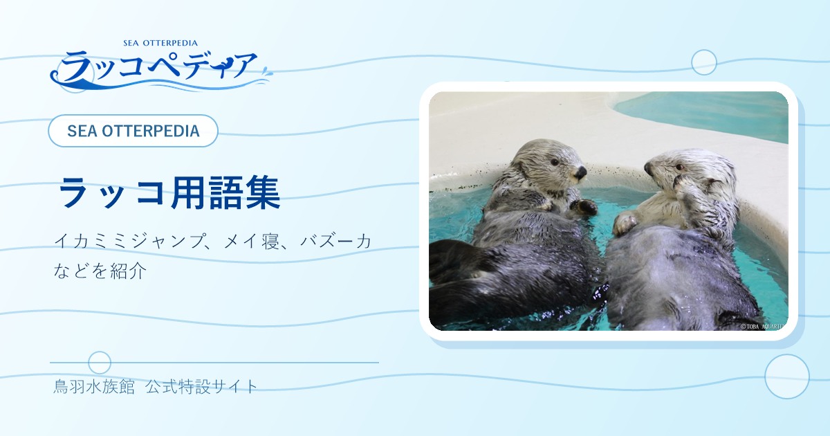 ラッコ用語集｜ラッコペディア｜鳥羽水族館