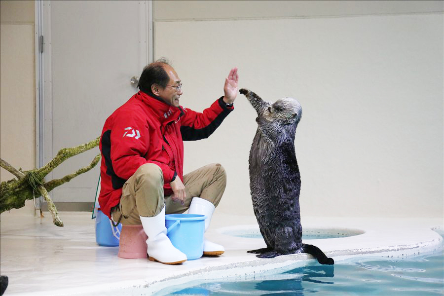 ラッコの健康チェックを行う飼育係