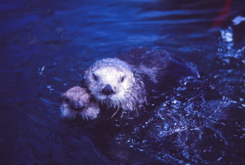 鳥羽水族館で誕生したラッコの赤ちゃん