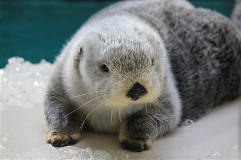 鳥羽水族館で暮らしたラッコのポテト