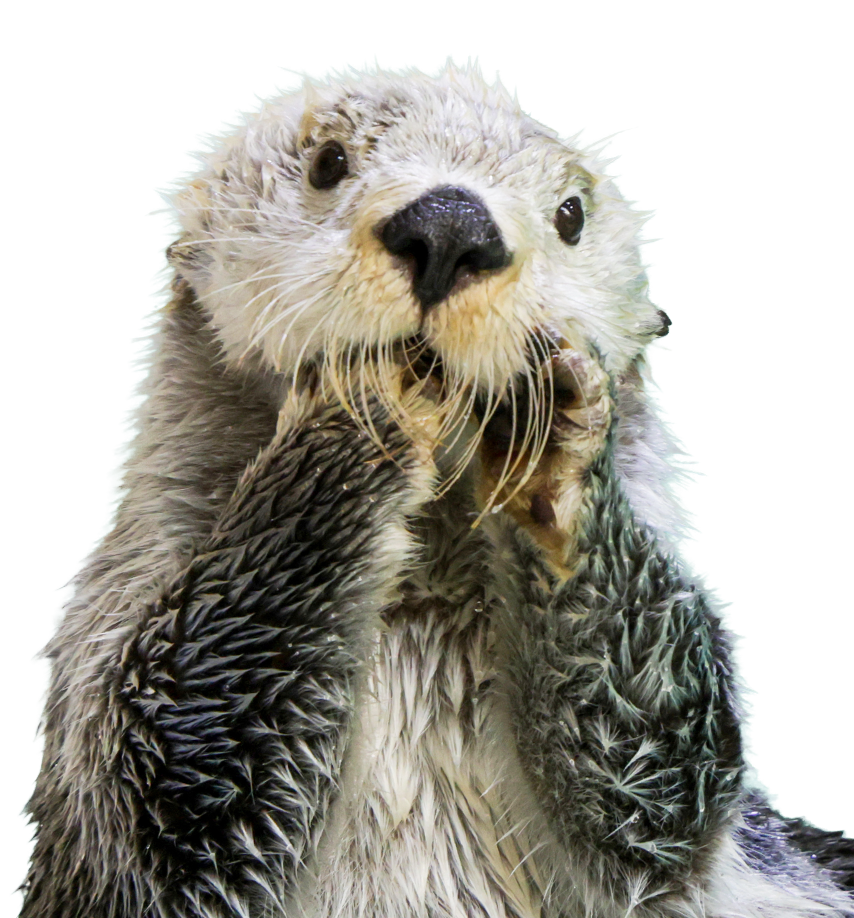鳥羽水族館で暮らすラッコのキラ