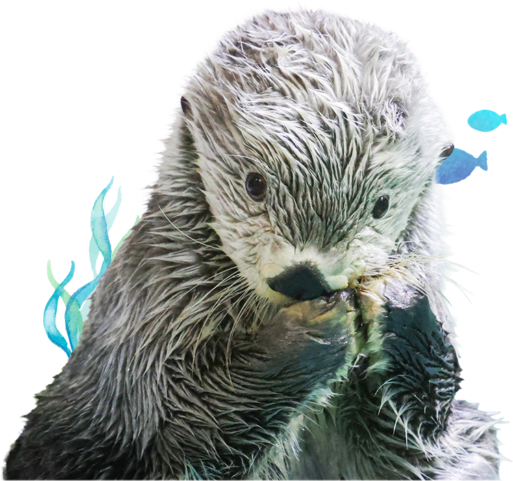 胸元に手を添えるラッコのキラ