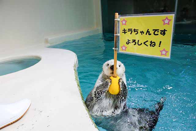キラが看板の近くで過ごす様子