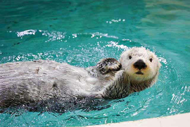 キラが水面で過ごす様子
