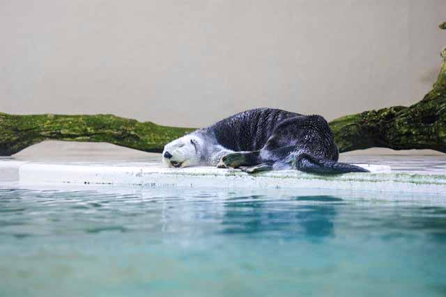 メイが水辺で休む様子