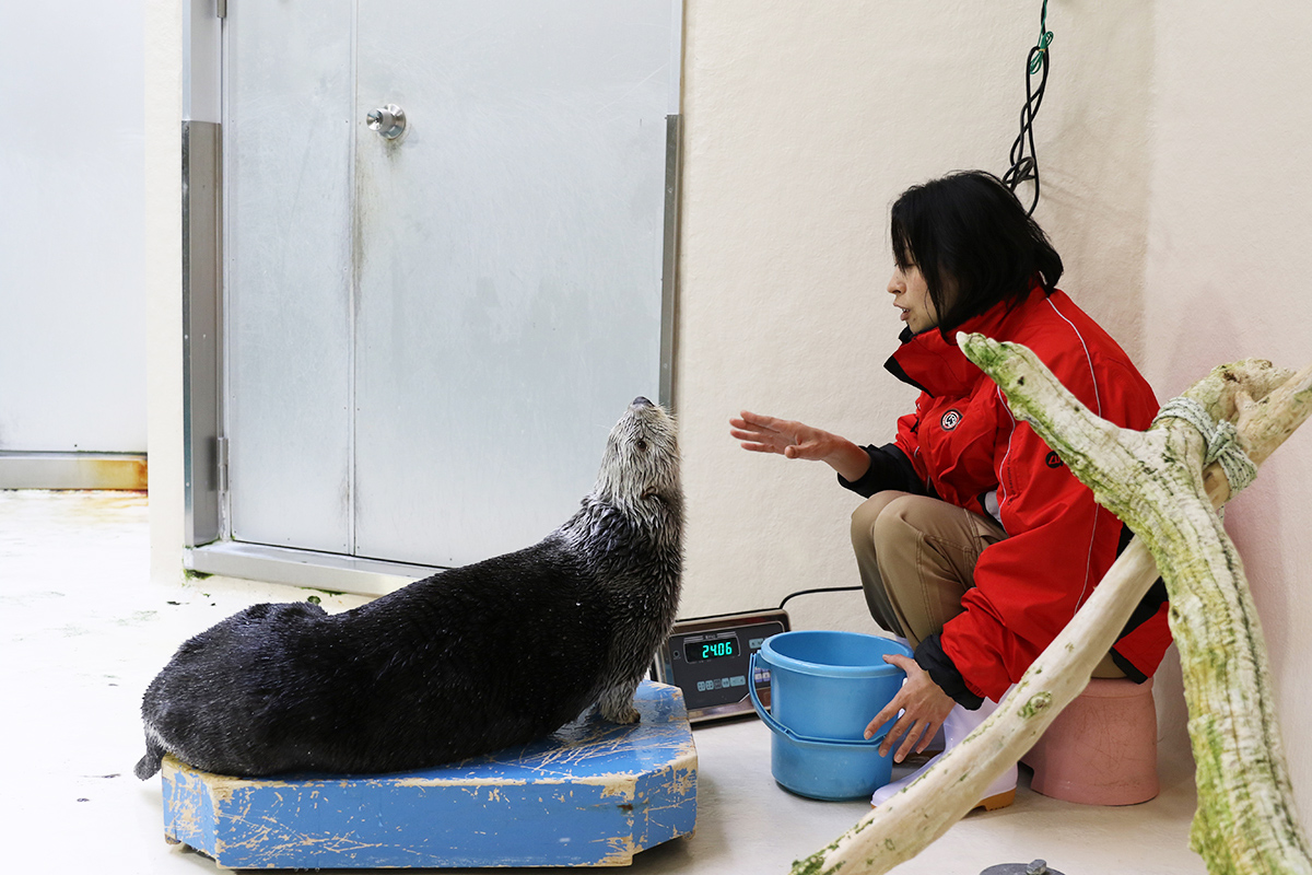 飼育係とラッコが体重測定をしている様子