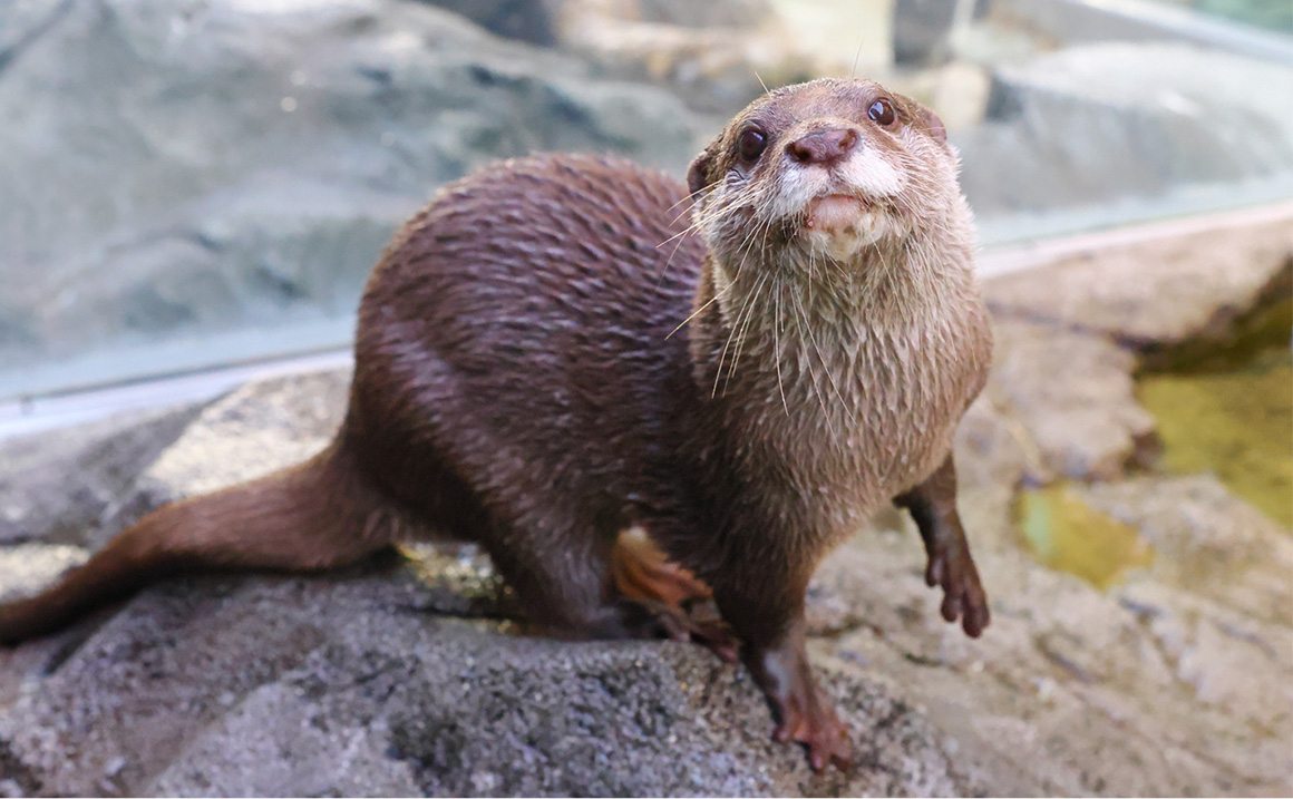 カワウソの全身