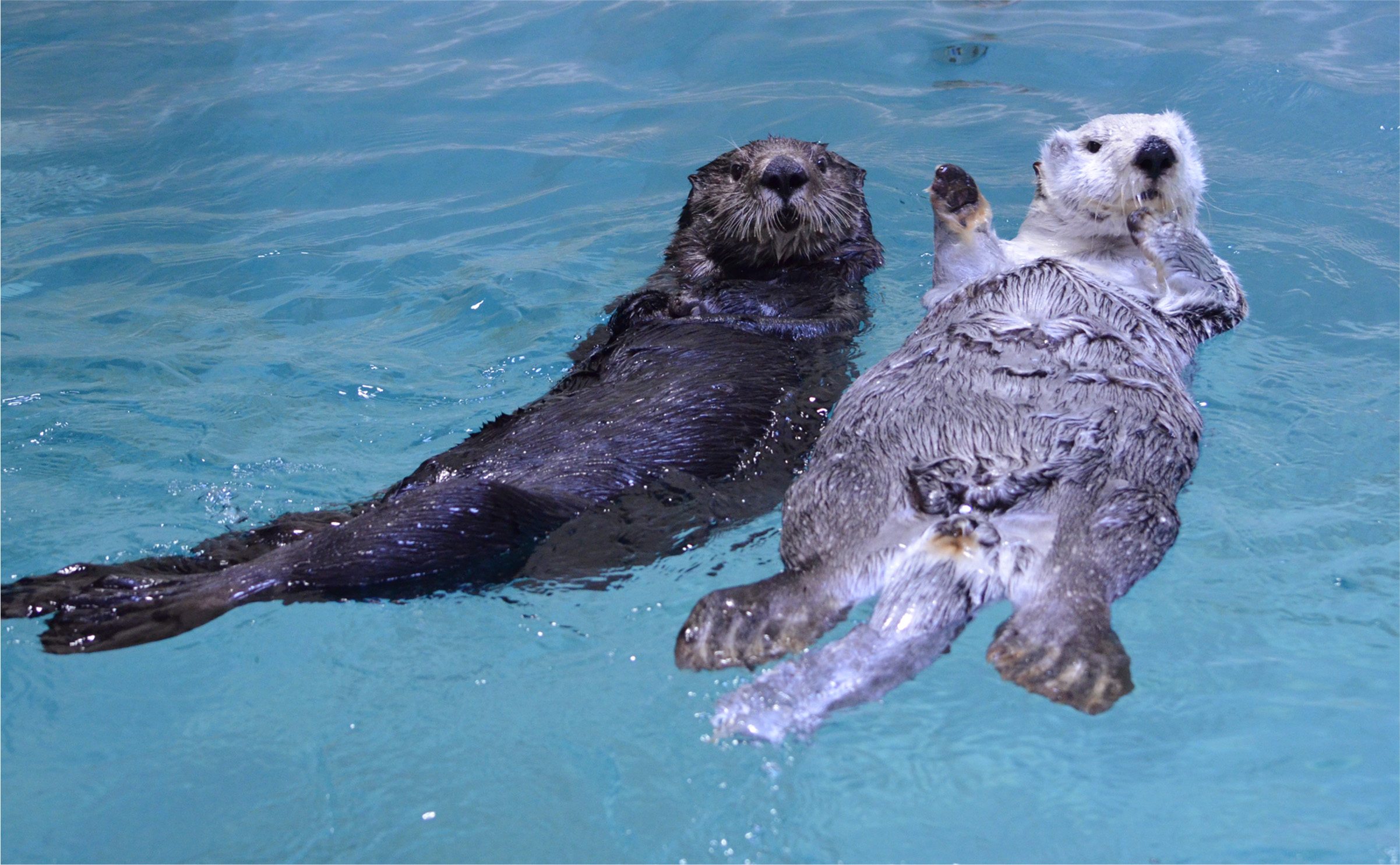 鳥羽水族館で暮らすラッコの全身