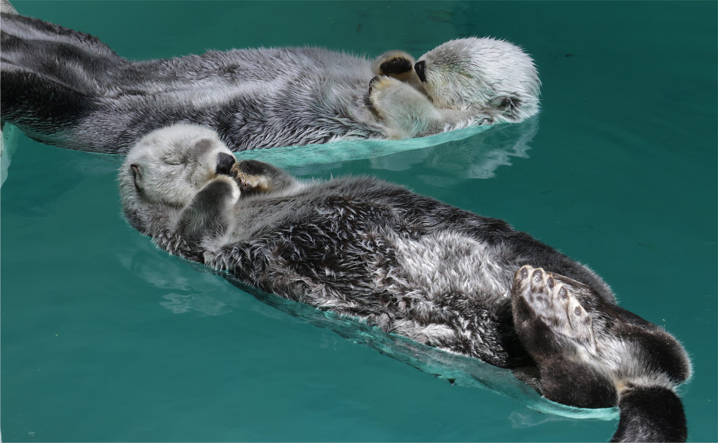 水面で眠るラッコ