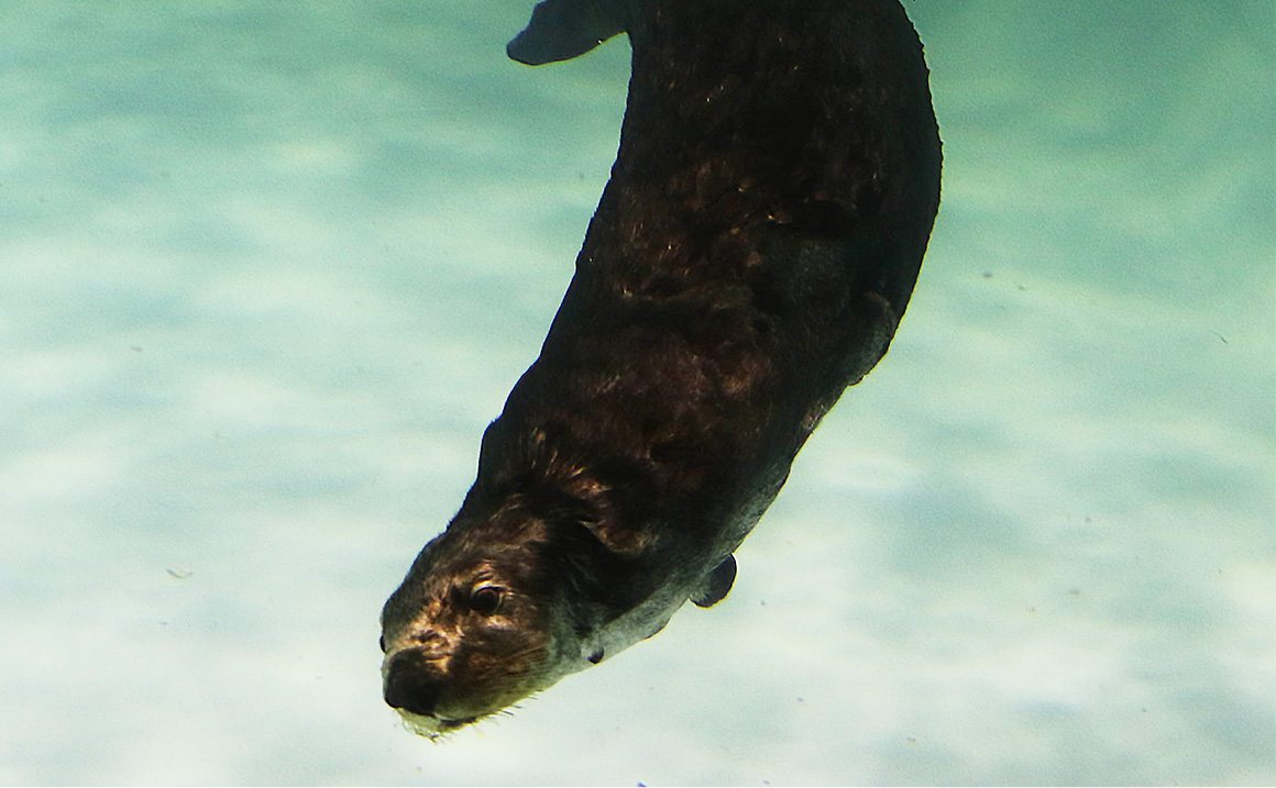 潜水中のラッコ