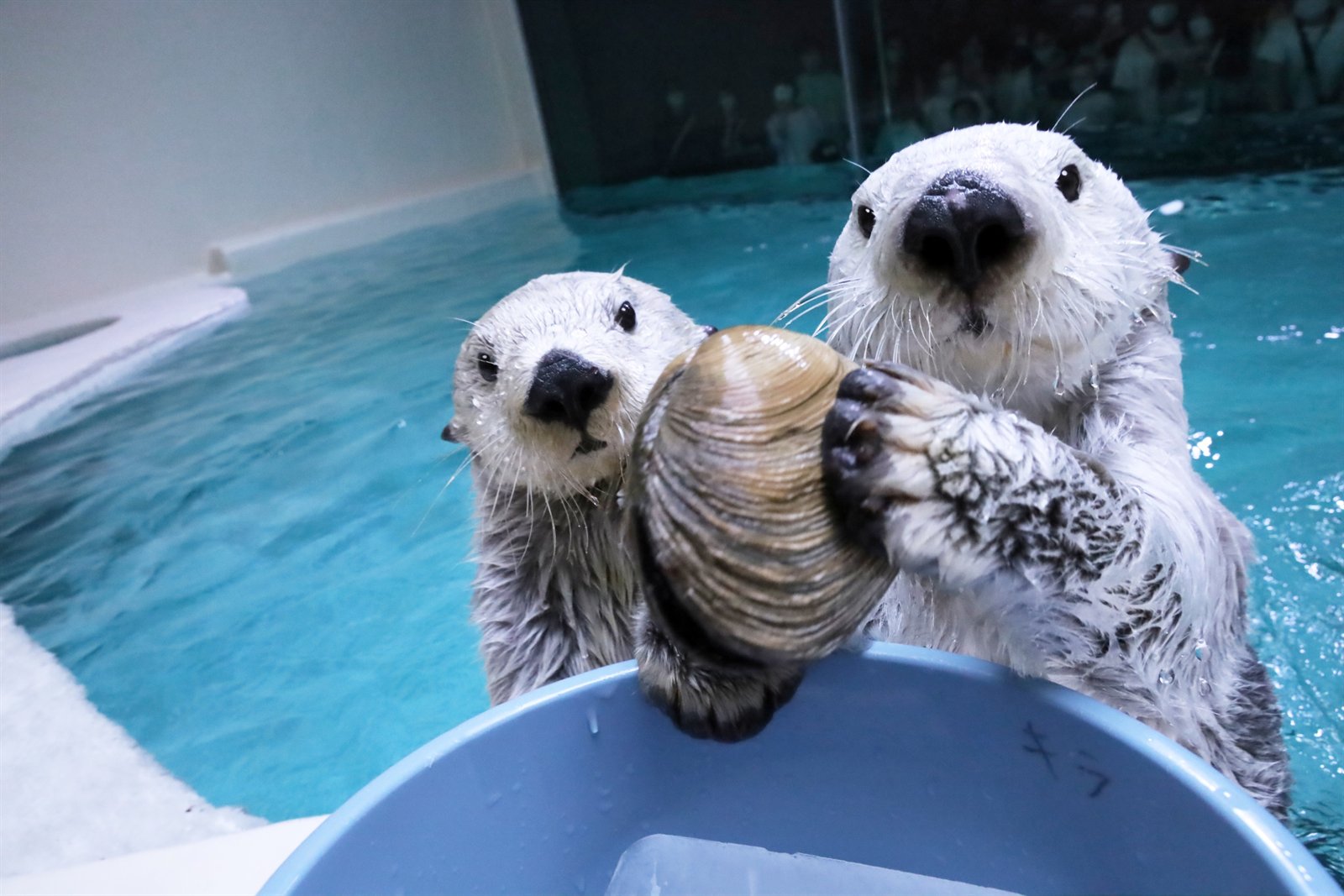鳥羽水族館で暮らすラッコ