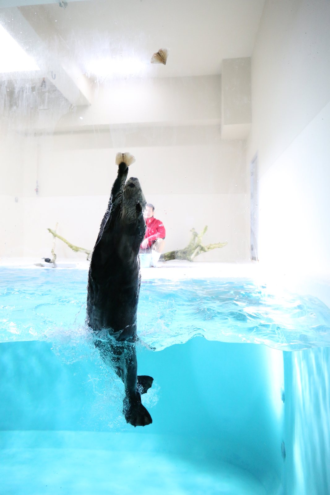 水中からイカミミを取るラッコのジャンプ