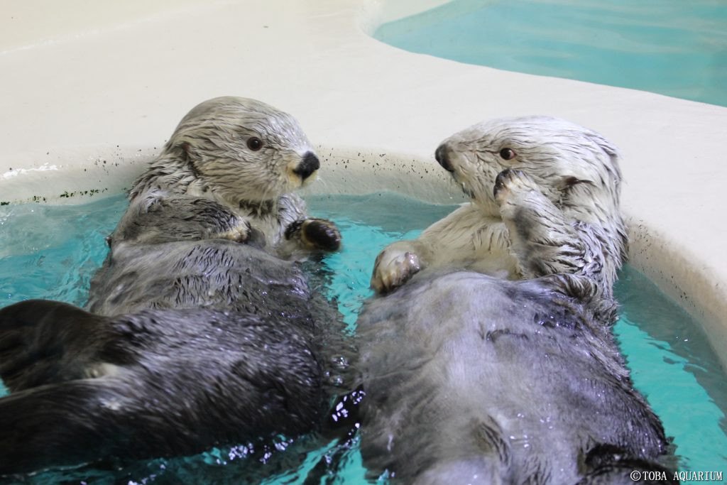 水辺で向き合う2頭のラッコ