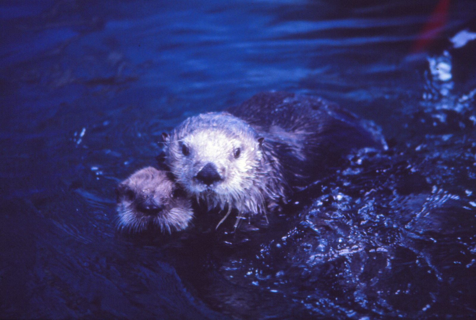 鳥羽水族館で誕生した日本初のラッコの赤ちゃん
