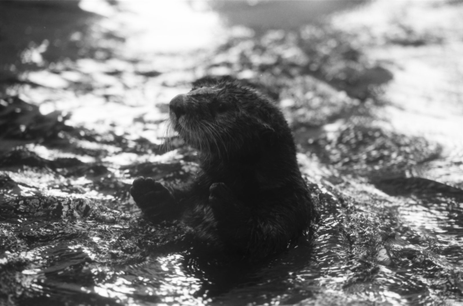 須磨海浜水族園から入館したラッコのチャーリー