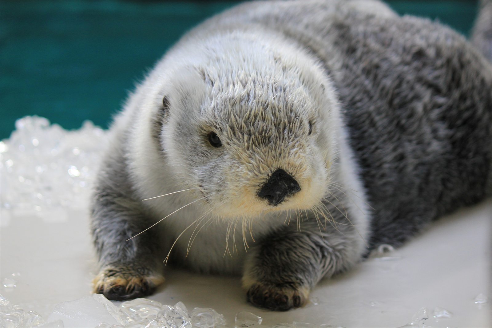 サンシャイン国際水族館より入館したラッコのポテト