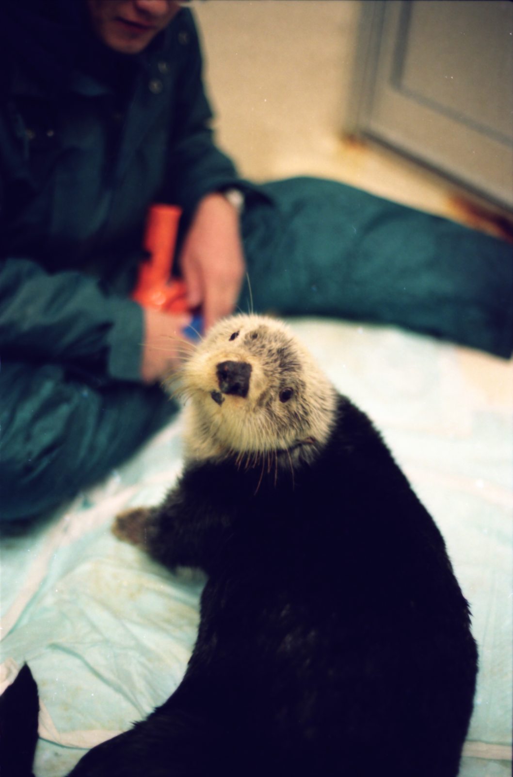 宮島水族館より入館したラッコのミッキー