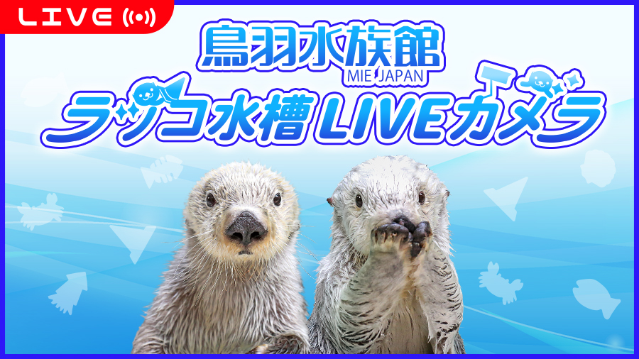 鳥羽水族館ラッコ水槽ライブカメラの配信告知画像