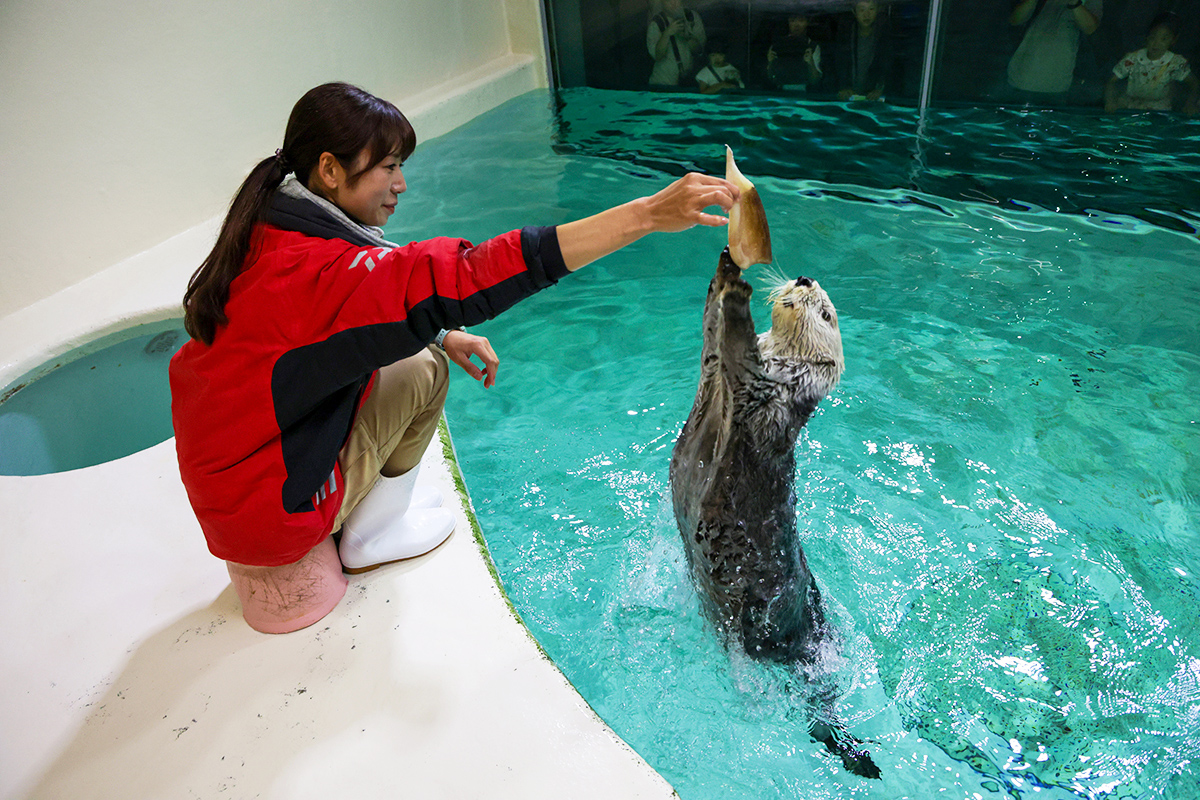 飼育係がラッコに餌を与えている様子