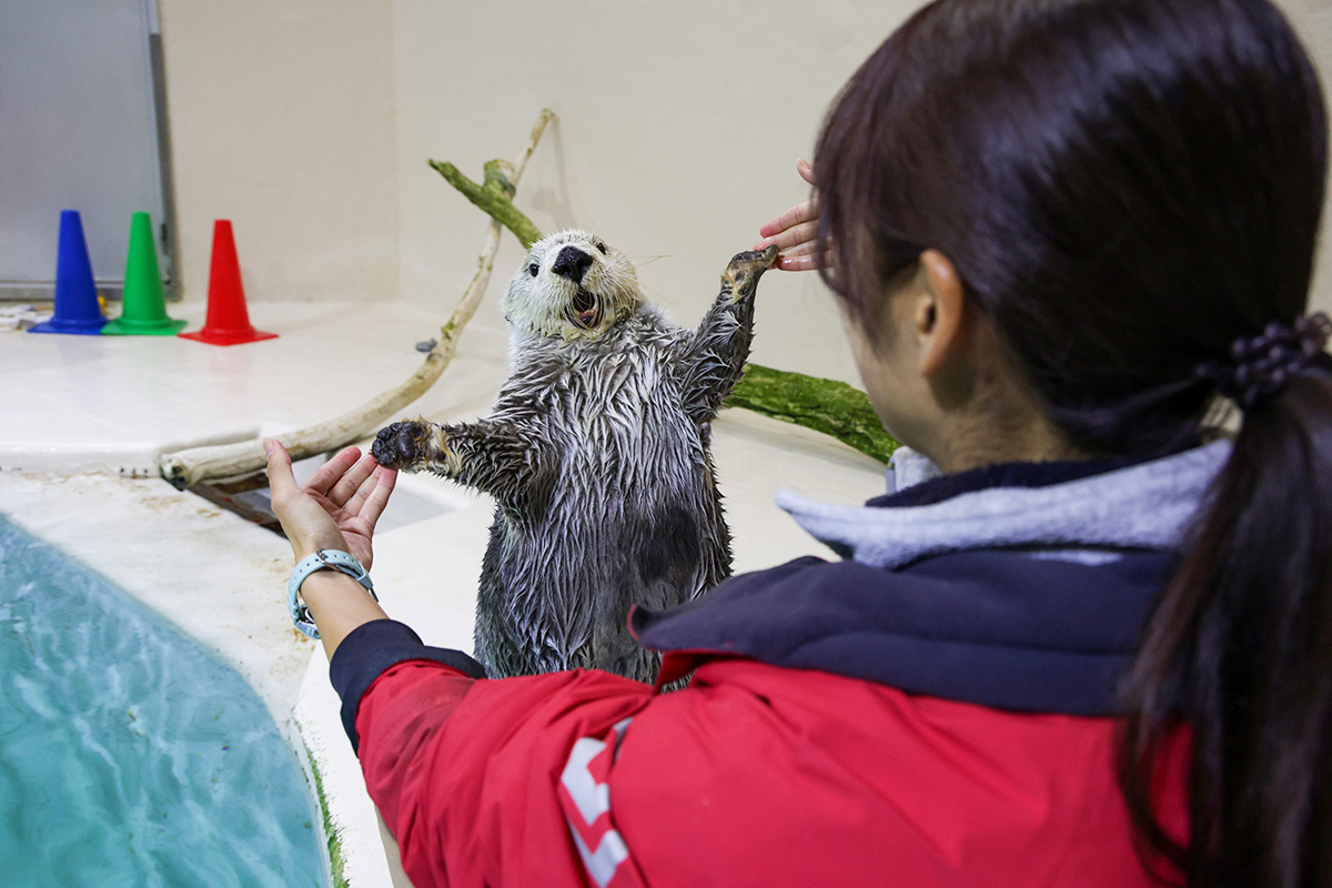 飼育係がラッコのトレーニングをしている様子