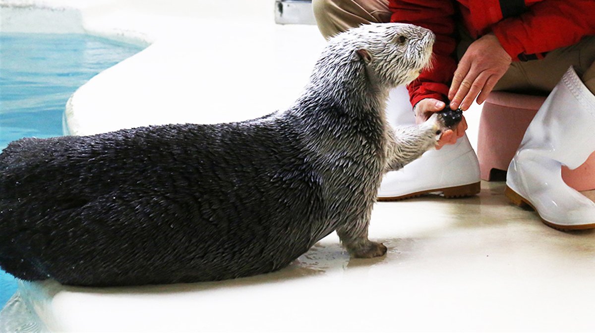 飼育係がラッコの前あしを確認している様子