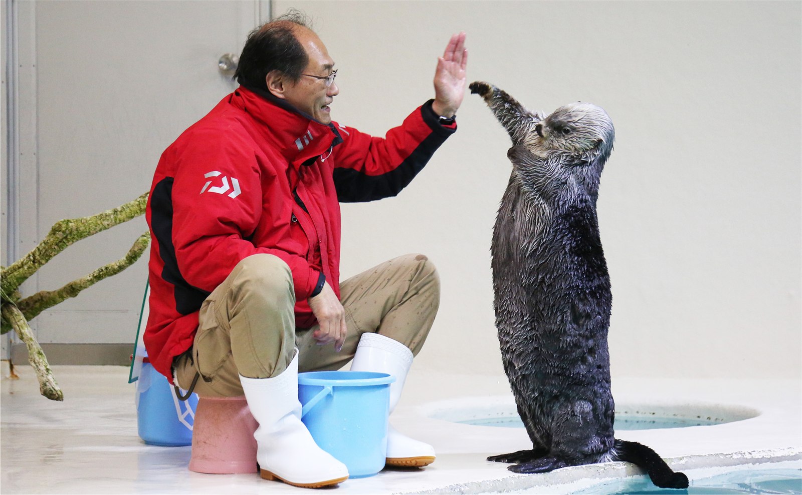 飼育係とラッコがトレーニングをしている様子