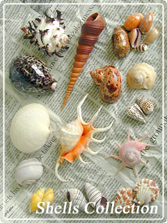 貝のページ～貝殻のギャラリーと標本の販売 | 鳥羽水族館公式