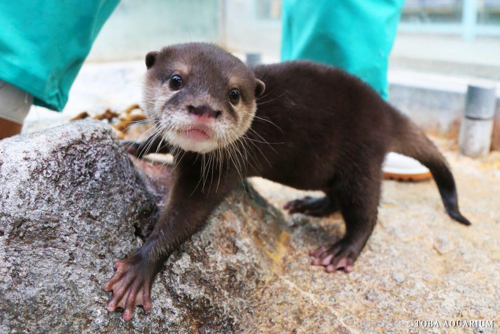 コツメカワウソの赤ちゃん一般公開開始 鳥羽水族館 公式サイト