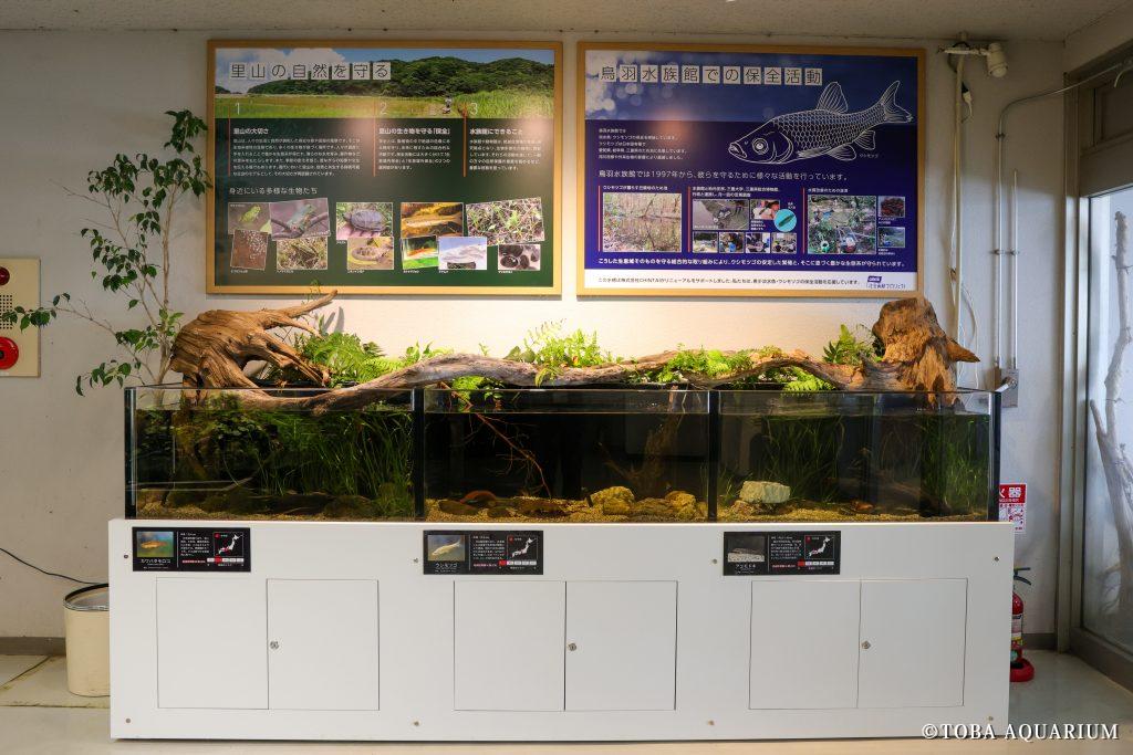 Jゾーン「日本の川」の希少淡水魚水槽をリニューアルしました | 鳥羽 