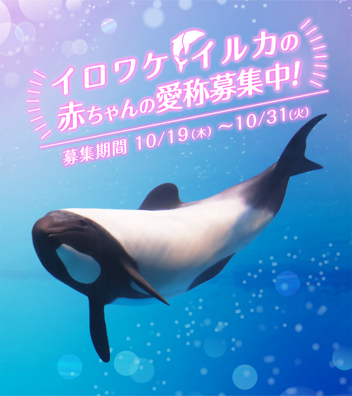 鳥羽水族館 公式サイト