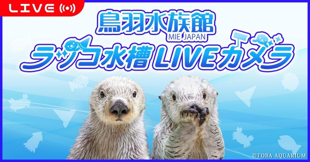 ラッコ水槽ライブカメラを公開！ | 鳥羽水族館 公式サイト