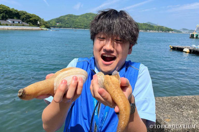 ナミガイ