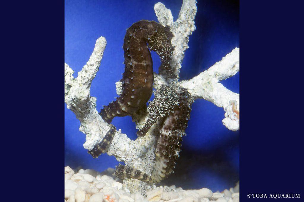 タイガーテールシーホース