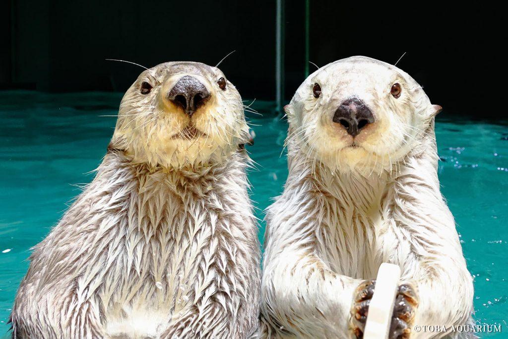 ラッコ飼育40th Anniversaryを開催 | 鳥羽水族館 公式サイト