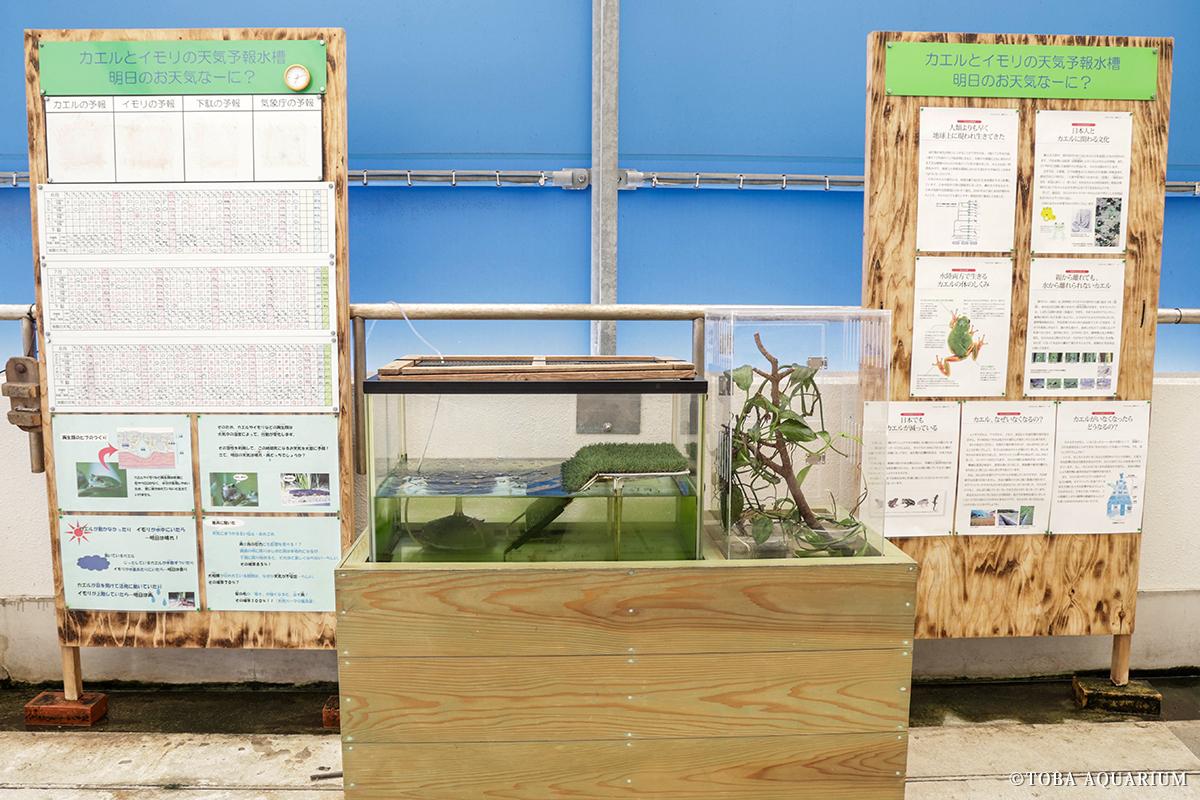 オレンジ色のイモリも登場！カエルとイモリの天気予報水槽 | 鳥羽